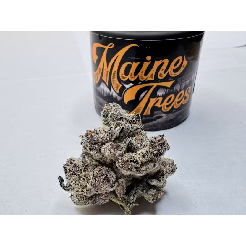 Black Lobster by Maine Trees